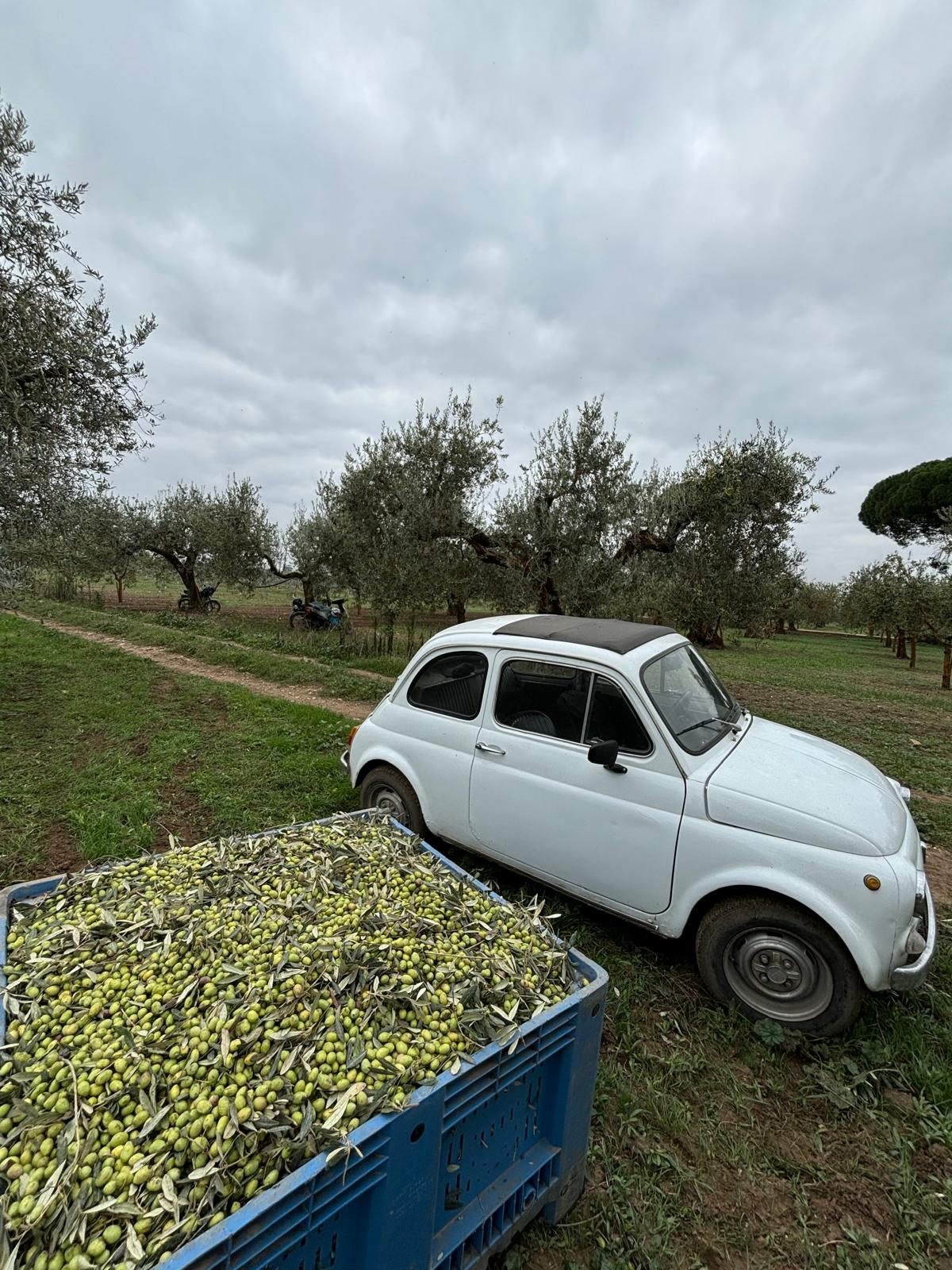Uliveto Peranzana e raccolta delle olive nell'Alto Tavoliere &mdash; Agricola Toma, San Severo