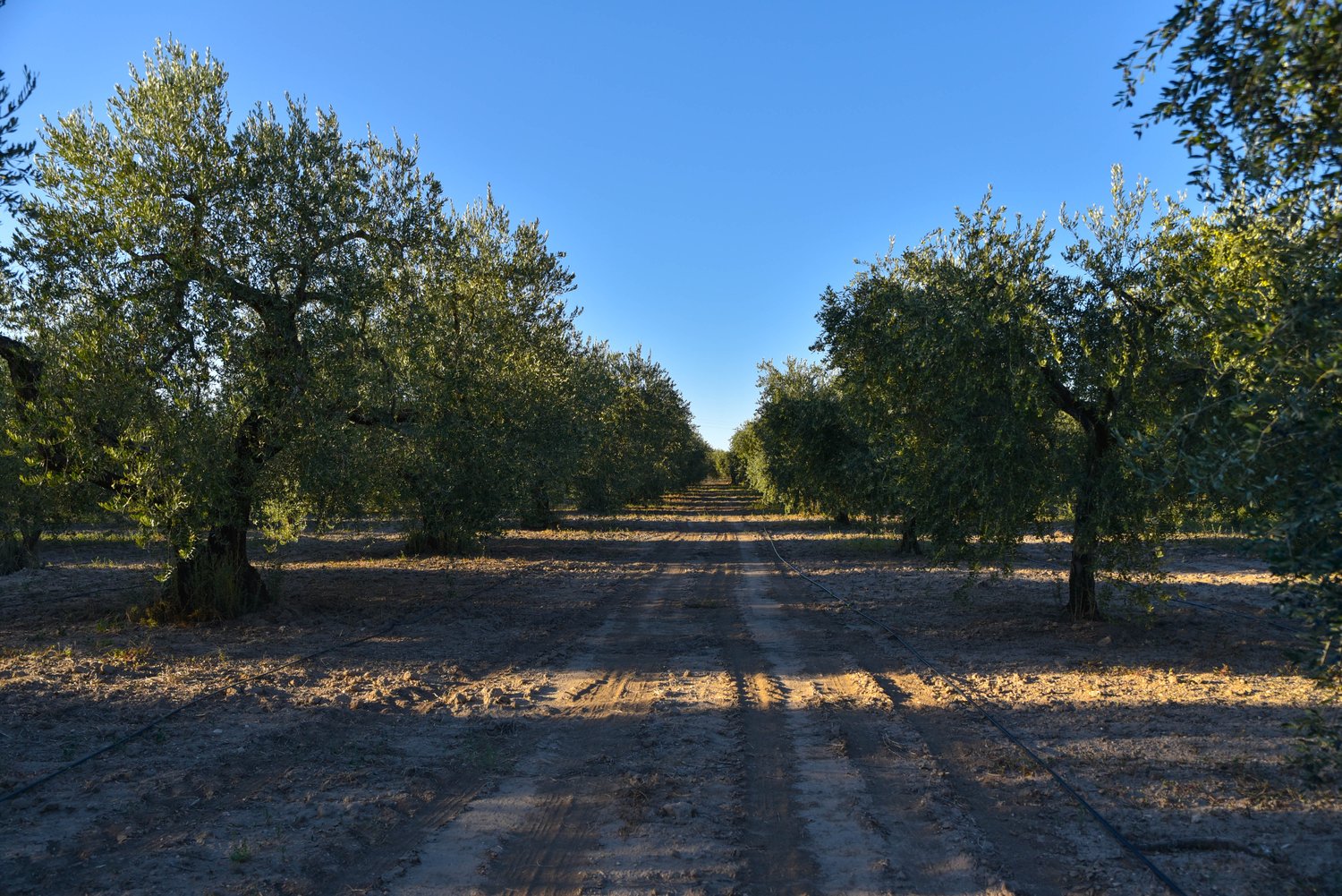 Filare di ulivi Peranzana nell'Alto Tavoliere &mdash; Agricola Toma, San Severo