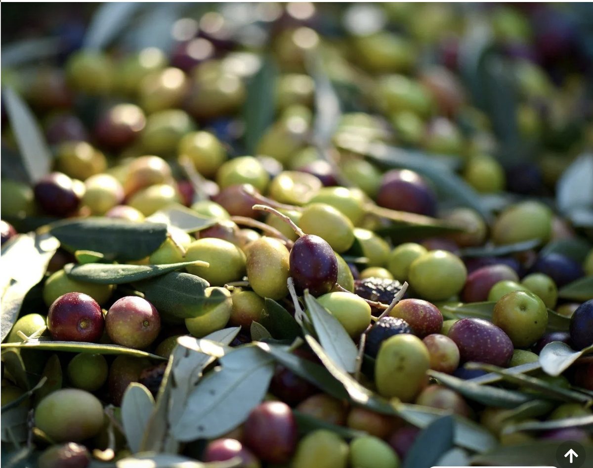 Olive raccolte