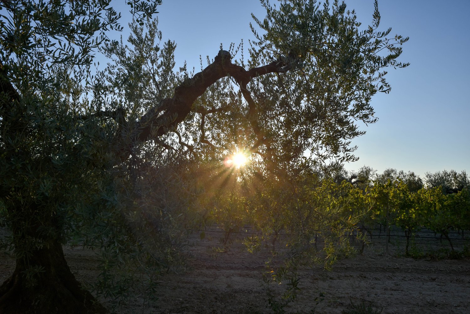 Sole tra gli ulivi secolari dell'Alto Tavoliere &mdash; Agricola Toma